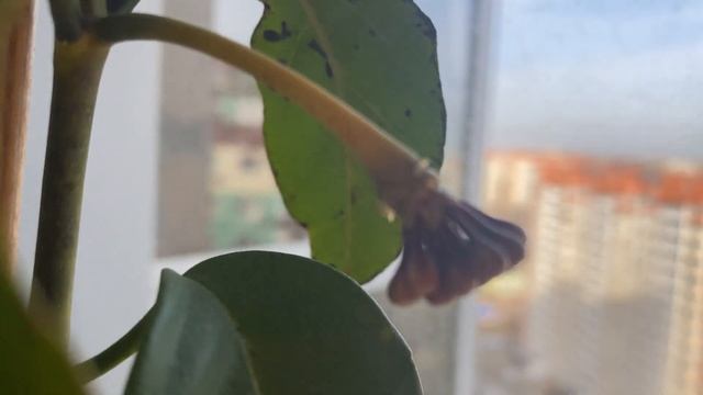 Hoya lasiantha (Хойя Лазианта) смотреть онлайн