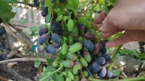 Август 2022 год. Часть 3.