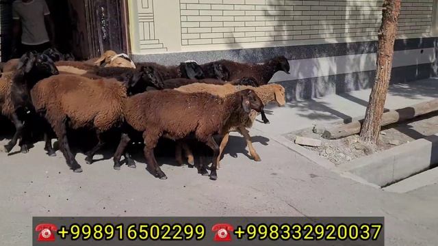 DONYORBEKGA DAXSHAT ARASHAN XSORI QO'ZILAR KELDI  NARXI 300 MING ARZON
