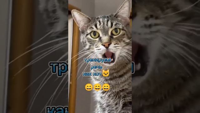 Кот 🐱 #кот #юмор #смех #тренировка #cat #humor #laughter #training #shorts #short #shortvideo