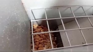 Измельчение обжаренных орехов миндаль в крошку с выдувом шелухи на дробилке роторно-гребенчатой МД