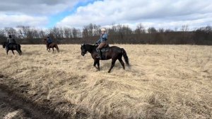 Прогулка на лошадях Кабардинской породы| Жеребец Донской породы| Белгород
