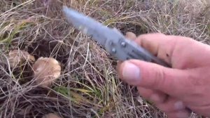 За грибами после шторма в Крыму, РАЗНООБРАЗИЕ грибов, сбор грибов 2023 лиловоногая рядовка