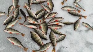 Клёвая зимняя рыбалка на окуня. Жор окуня зимой на мормышку. Первый лёд. Нашёл стаю активного окуня.