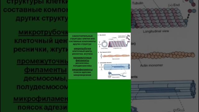 Компоненты цитоскелета