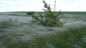 Степное море. Цветёт ковыль.