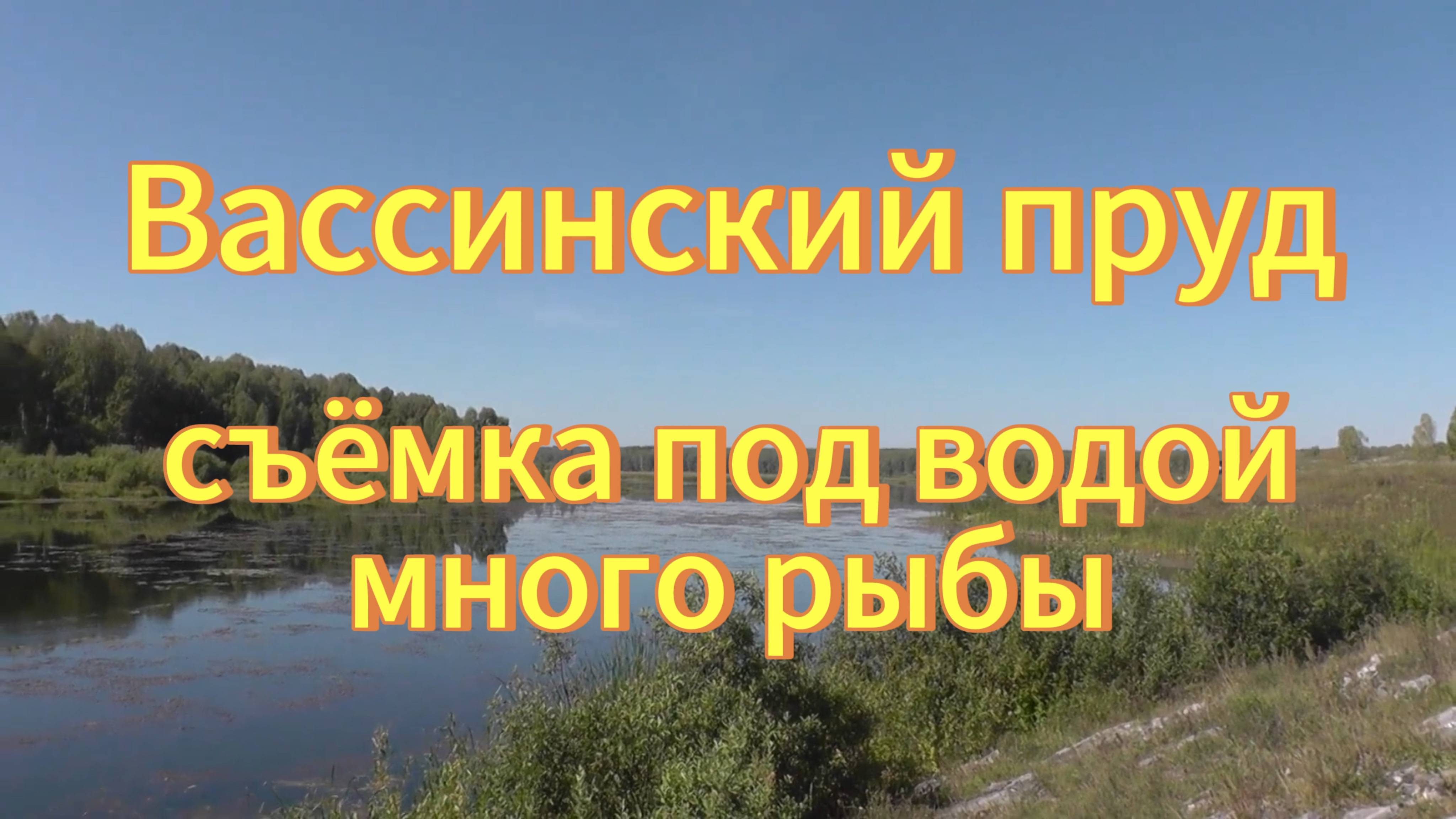 Съёмка под водой, много рыбы. Вассинский пруд Тогучинский район Новосибирская область.