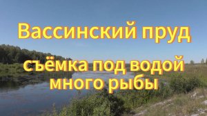 Съёмка под водой, много рыбы. Вассинский пруд Тогучинский район Новосибирская область.