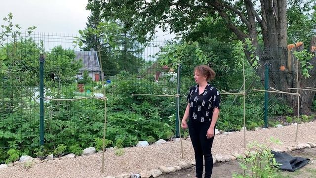 Русская ива. Штамбовые формы ивы: Хакуро Нишики, пендула Козья и другие. смотреть онлайн