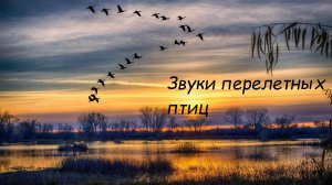 Пение перелетных птиц. Звуки для души. Ностальгия