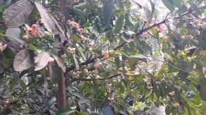 Red Water Apple Malay Apple Champa Java Apple  Fruit Plant