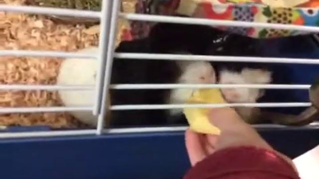 guinea pigs eat apple смотреть онлайн
