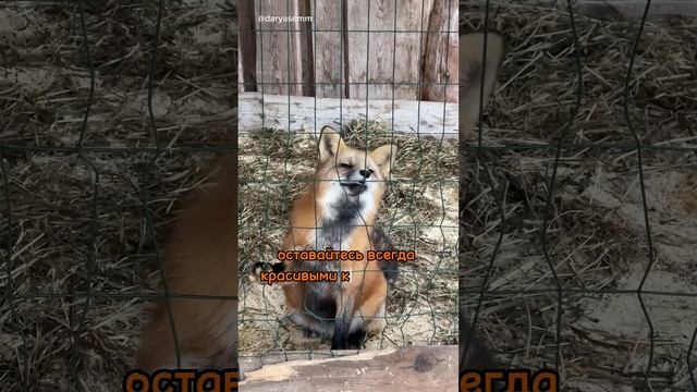 РЫЖИЙ ФЕРМЕР И КОМПАНИЯ ПОЗДРАВЛЯЮТ С НОВЫМ ГОДОМ