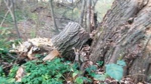 Усадьба Ляхово Домодедово.Реконструкция,Ремонт.Народный парк Культуры, отдыха жителей Москвы, МО,Ч3