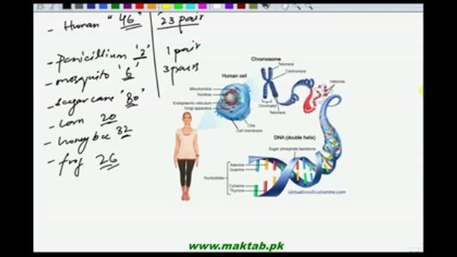 FSc Biology Book2, CH 20, LEC 2, Chromosomes and their Types смотреть онлайн