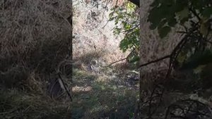 Кабк шикор 2020 Акаи Илхом Казахстан