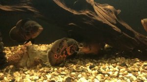 Кормление и драки астронотусов   HD 1080p