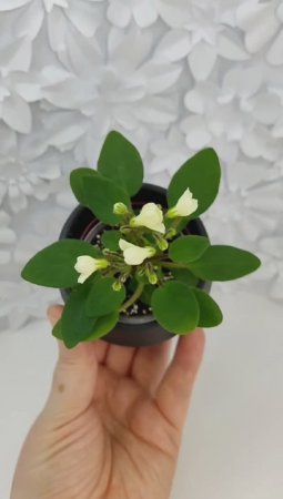 Фиалка трейлер Chantaspring
