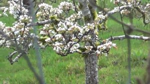 Apple orchard are coming into bloom with it's blossoms