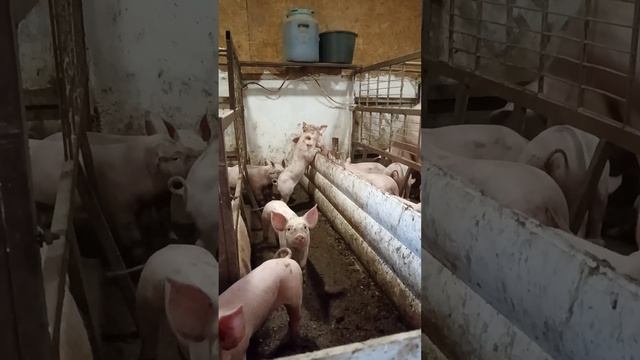 Драка поросят, дело соседское смотреть онлайн