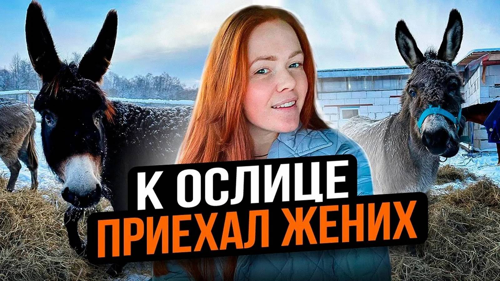 ОСЁЛ ИЗ ШРЕКА В ЖИЗНИ ОКАЗАЛСЯ АБЬЮЗЕРОМ | Ослица Сирена в шоке с жениха