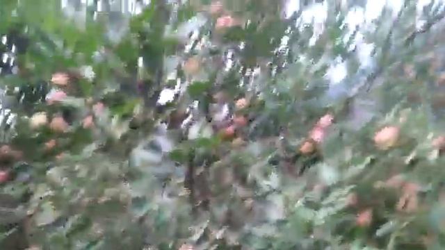 Green Planet Bio Products Results on APPLE (AMRITSAR 77-0789-0789) смотреть онлайн