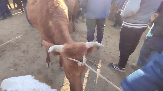 10-МАРТ 2024-ЖЫЛ/ХОЖЕЛИ МАЛ БАЗАР/СКОТНЫЙ РЫНОК/BUQALAR/BIGGEST BULLS IN THE WORLD/BIGG BULLS
