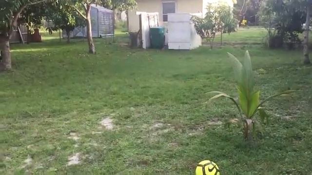 Backyard Challenge *Window broken* смотреть онлайн