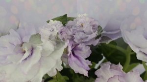 Сортовая сенполия АВ-Сказочные Георгины. Обзор