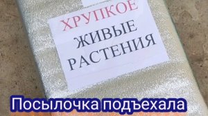 Новая посылка. Новые цветы