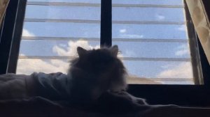 What is it about Cats and Windows?