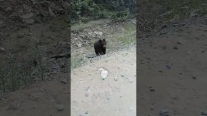 Мишка на трассе Епишено- Северо-Енисейск