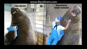 YEAH YOU EAT THOSE APPLES-Weirdest Useless websites EVER