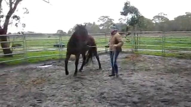 Chris and Sir Apples - longeing 2 смотреть онлайн