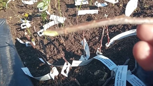GROWING APPLE TREES FROM CUTTINGS!