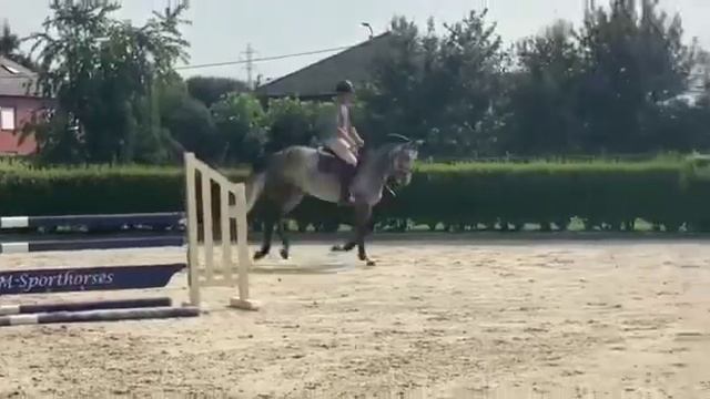 5 yo mare Bamako de muze x Gottardson Same Mother extra van Essenen for sale смотреть онлайн