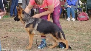 ЩЕНКИ КОБЕЛИ / КЧК КРАСНОДАР 20 октября`24 Т.Шишкина Моно немецких овчарок