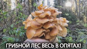 🍄ГРИБНОЙ ЛЕС ВЕСЬ В ОПЯТАХ!👉НАКОСИЛ ПОЛНУЮ КОРЗИНУ ГРИБОВ 21 ОКТЯБРЯ 2024🌳🌲