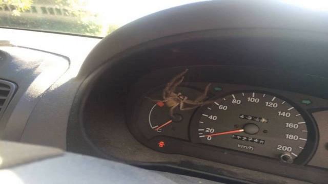 В Австралии IPhone 7 сжег автомобиль смотреть онлайн