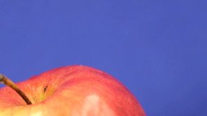 Rotating wet red natural apple on a blue background. Useful fruit. Video footage.