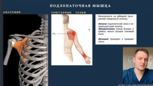 Мышцы, отвечающие за боль в плечевом суставе. Анатомия.
