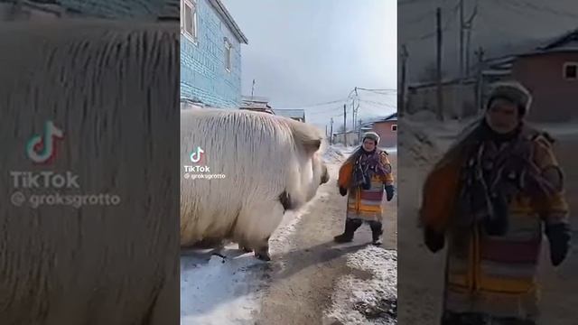 вот это хрюшка сколько сала там