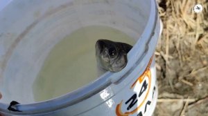 Рыбалка на  Карася на Поплавок в Марте, Карась на червя и опарыш весной.