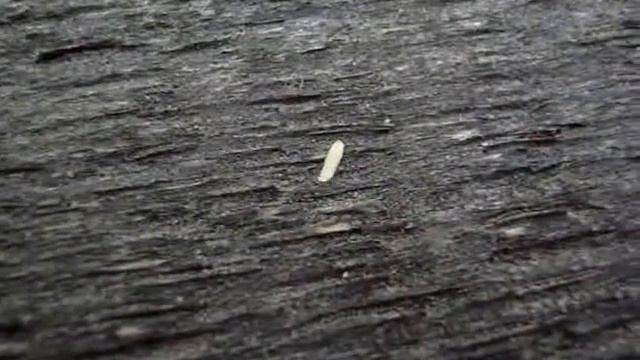 Зверь.wmv смотреть онлайн