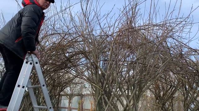 Русская ива. Живая беседка своими руками. Заводим крышу. смотреть онлайн