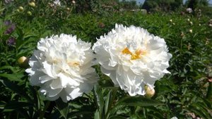 пион Фестива Паудер Пуфф ( Festiva Powder Puff)   Klehm, 1986,