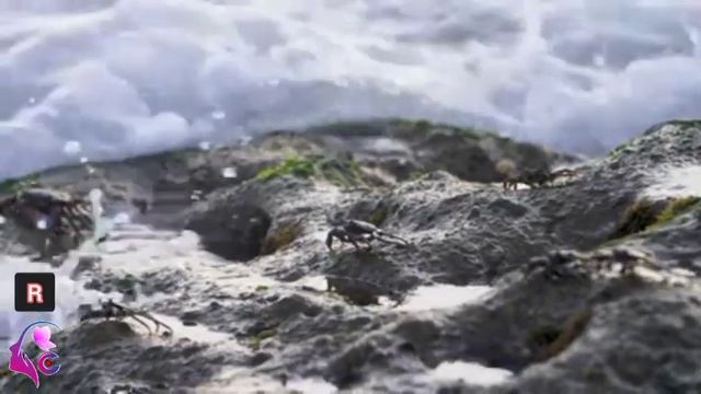 Stress & Relaxed music #viral #apple смотреть онлайн