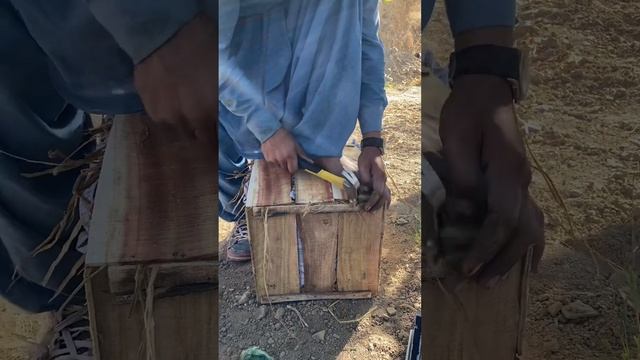 Apple season in pakistan#pishin#balochistan#pakistan смотреть онлайн