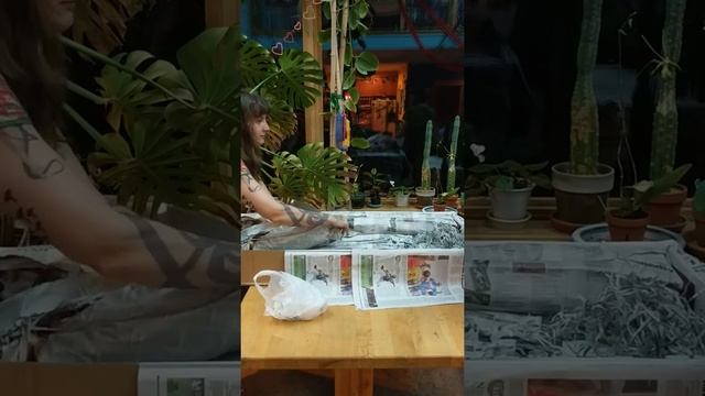 2017 Fall Auction Kaleialoha Orchids Unboxing смотреть онлайн