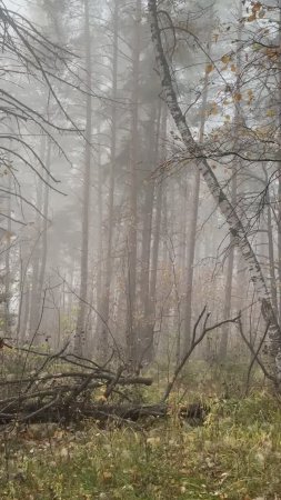 🍂 В лесу тишина и покой. Все замерло в ожидании зимы.